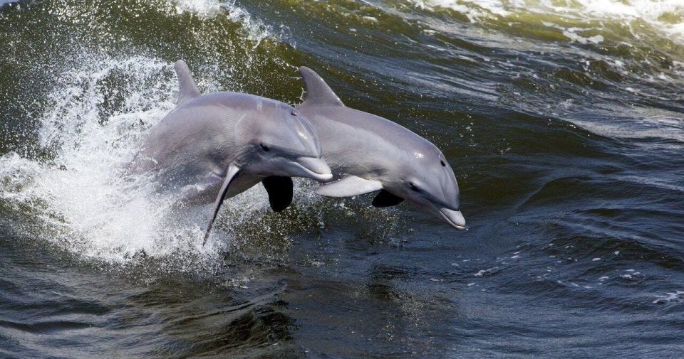 Hilton Head: Guided Kayak Tour - Last Words