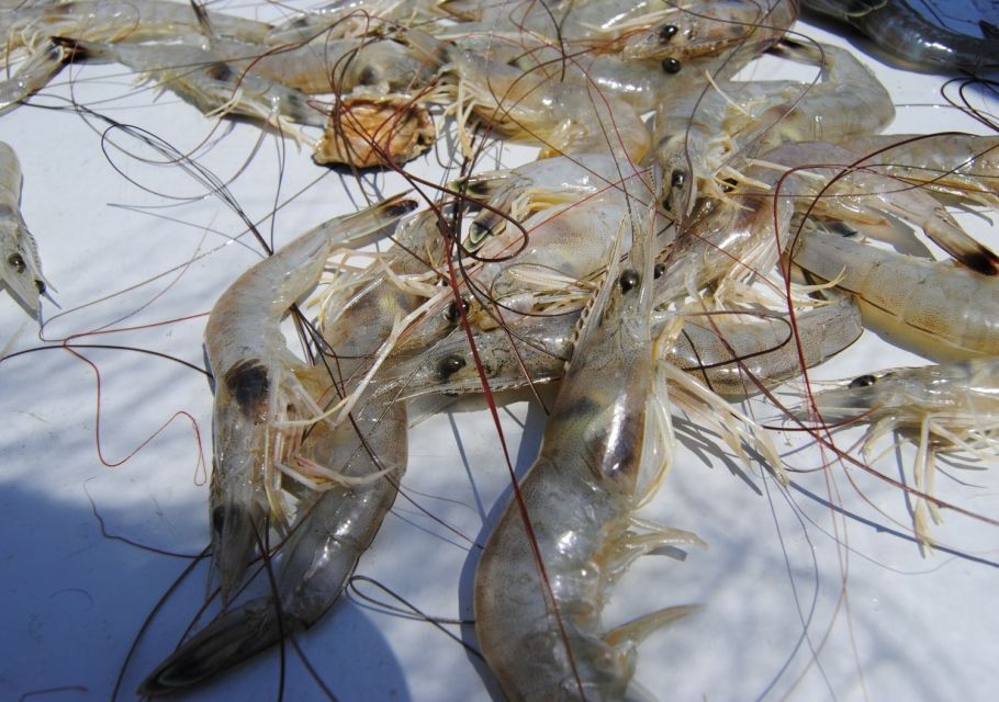 Hilton Head Island: Shrimp Trawling Boat Tour - Last Words