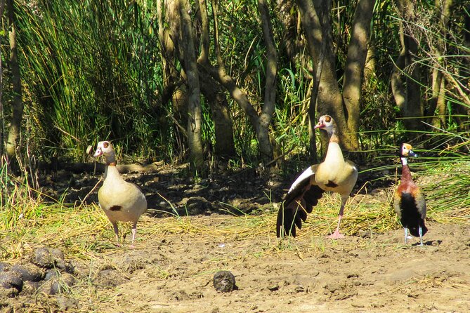 Hippo and Croc Boat Cruise in Saint Lucia With Pick-Up - Experience Itinerary