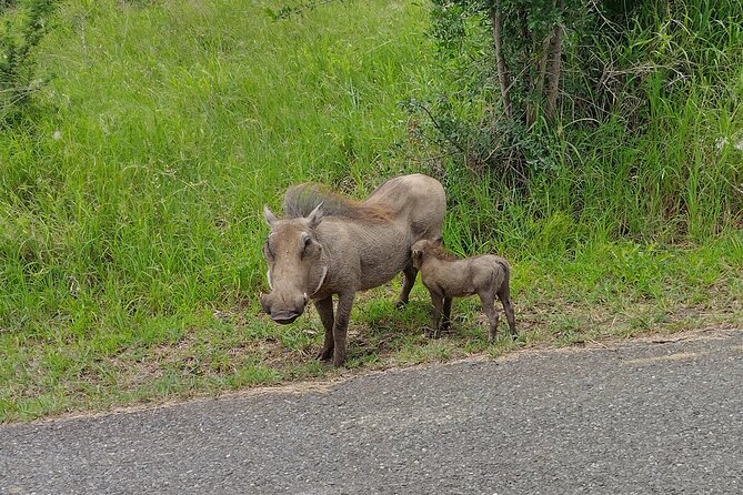 Hluhluwe–iMfolozi Park Wilderness Area Full-Day Private Safari  - Durban - Common questions