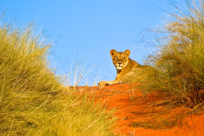Hluhluwe Safari & Emdoneni Wild Cat Project Day Tour From Durban - Additional Information