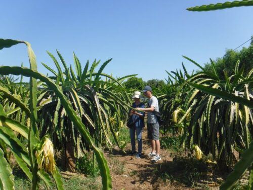 Ho Coc Beach, Nature Reserve & Dragon Fruit Farm Day Tour - Common questions