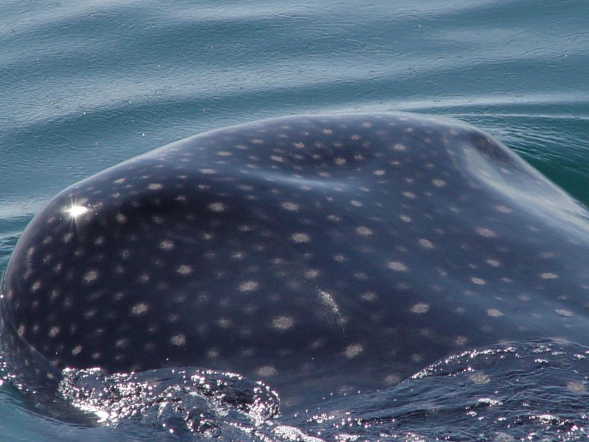 Holbox: Whale Shark Encounter and Marine Adventure - Pristine Waters Exploration