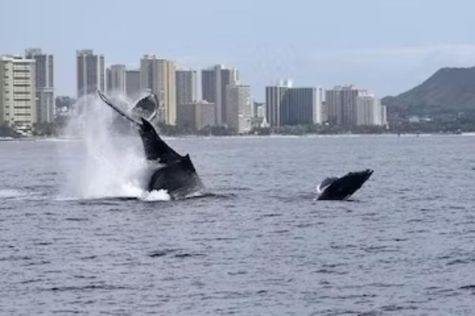 Honolulu: Marine Life Boat Tour on Waikiki Catamaran Charter - Last Words