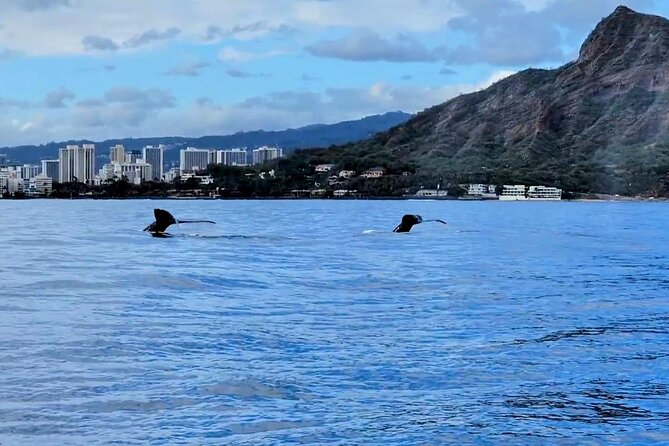 Honolulu Private Whale-Watching Cruise  - Oahu - Common questions