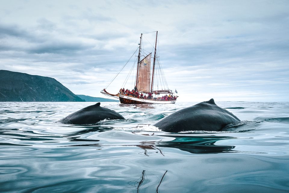 Húsavík: Whale Watching by Traditional Wooden Sailing Ship - Common questions