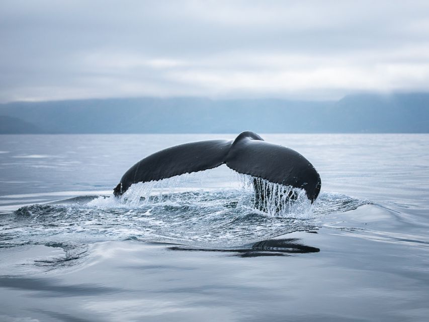 Húsavík: Whale Watching on a Carbon Neutral Oak Boat - Last Words