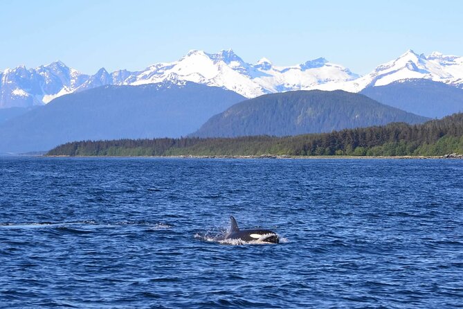 Icy Strait Whale & Wildlife Endeavor - Last Words