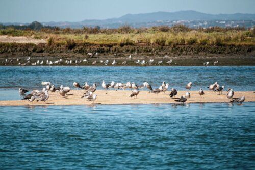 Isla Cristina/Isla Canela: Boat Trip Through the Marshes - Booking Information