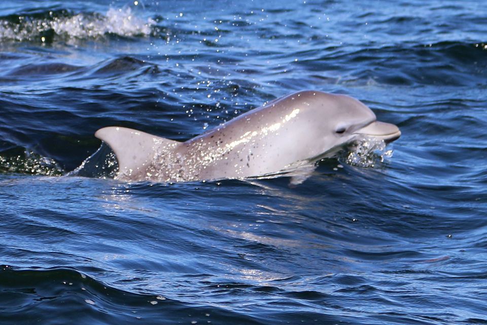 Jervis Bay: 1.5-Hour Dolphin Cruise - Customer Experiences