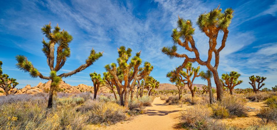 Joshua Tree National Park: Self-Guided Driving Tour - Common questions