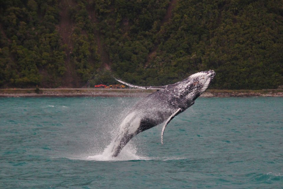 Kaikoura: Whale Watching Cruise - Customer Feedback