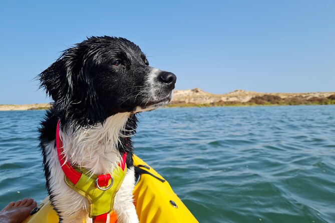 Kayak Rental in Praia Dos Cavacos - Last Words