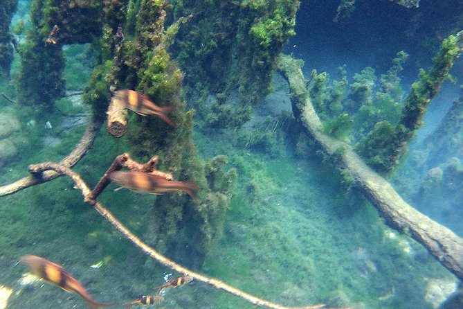 Kayaking in Hidden Freshwater Lagoon, Unseen Krabi Trip - Common questions