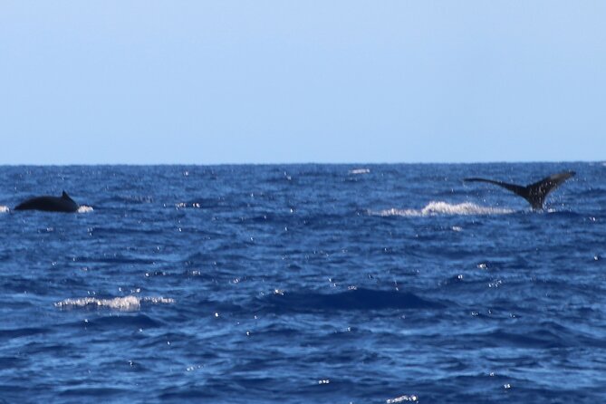 Kona Coast Humpback Whale-Watching Cruise  - Big Island of Hawaii - Traveler Resources and Reviews