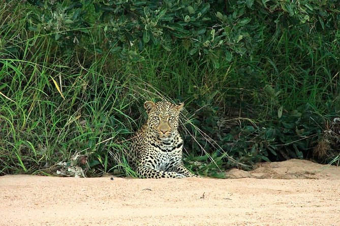 Kruger National Park Full Day Safari Tour - Last Words