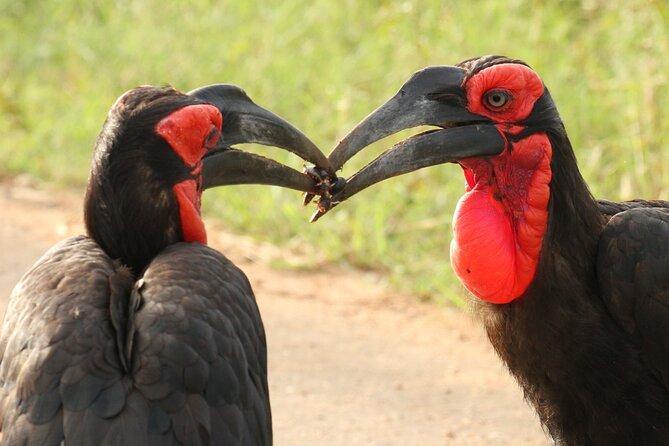 Kruger National Park in a Open Safari Vehicle - Full Day - Common questions