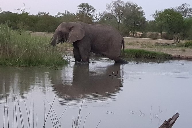 Kruger National Park Morning Game Drive From Hazyview - Common questions