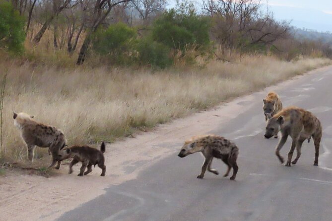 Kruger National Park - Private Sunrise Half Day Safari Trip. - Pricing and Booking Information