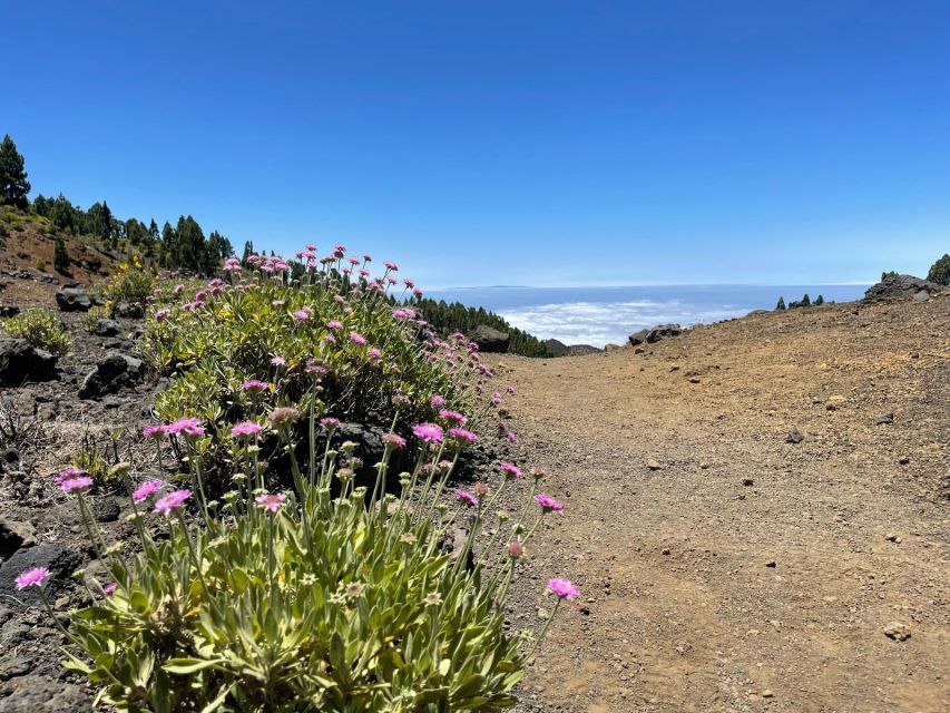 La Palma: Guided Trekking Tour to Volcanoes South - Common questions