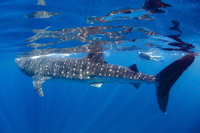 La Paz Whale Shark Snorkeling Tour and Lunch From Los Cabos - Booking and Logistics