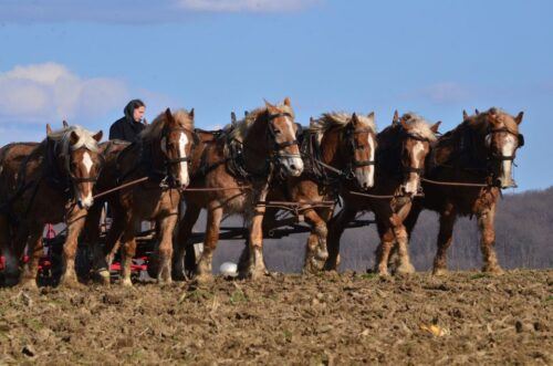 Lancaster County: Amish Farmlands, Museum Tour, Farm Visit - Last Words