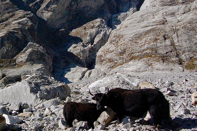 Langtang Cultural Trek -Gosaikunda Pass – 10 DAYS - Local Guides and Porters