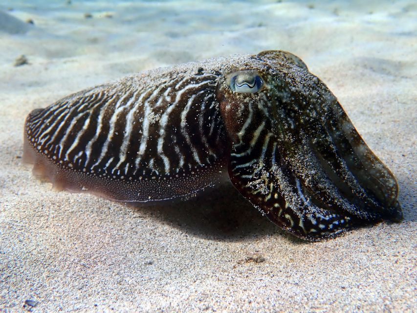 Lanzarote: Beginner Diving Course Costa Teguise (2 Dives) - Common questions