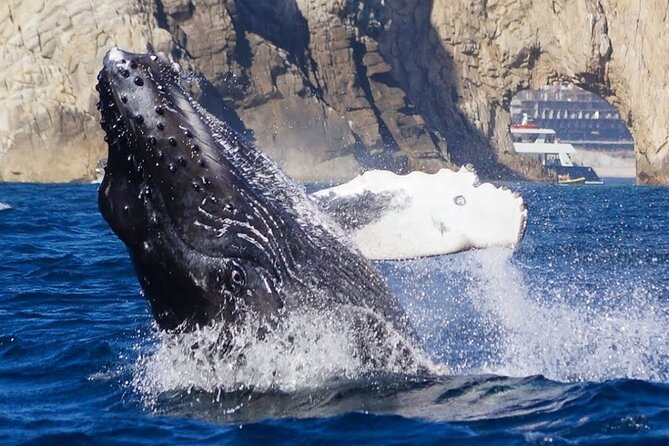 Los Cabos Private Yacht Whale Watching Tour, Snorkel and Drinks - Common questions