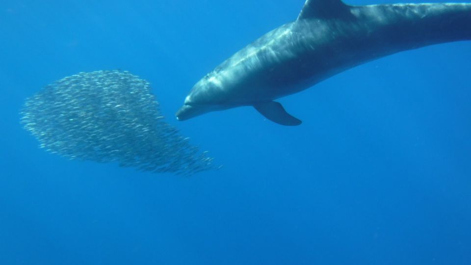 Los Cristianos: Kayak and Snorkel With Turtles - Customer Testimonials