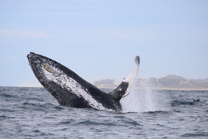 Luxury Catamaran Whale Watching Cabo San Lucas - Common questions