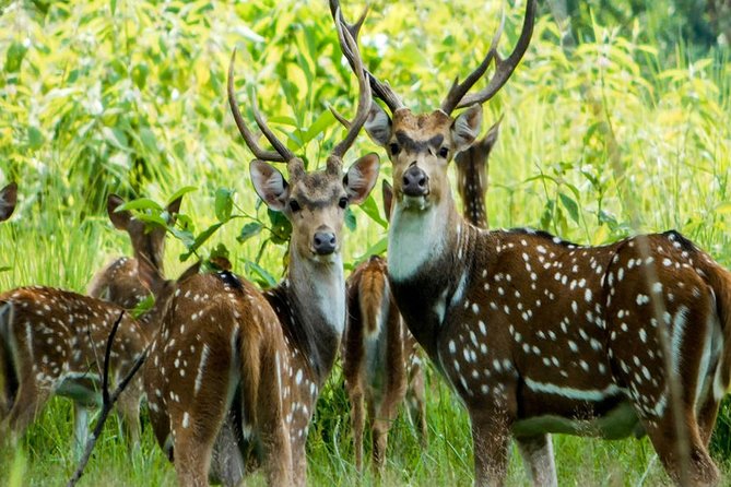 Luxury Chitwan Jungle Safari Tour - Additional Information and Contacts