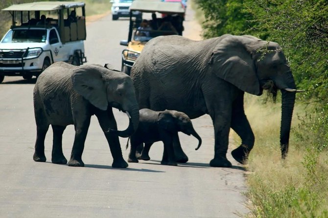 Magical Kruger National Park 2 Days Safari From Johannesburg - Last Words