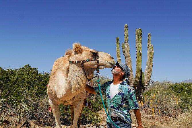 Magical Todos Santos Tour, Camel Ranch, Lunch & Tequila - Common questions