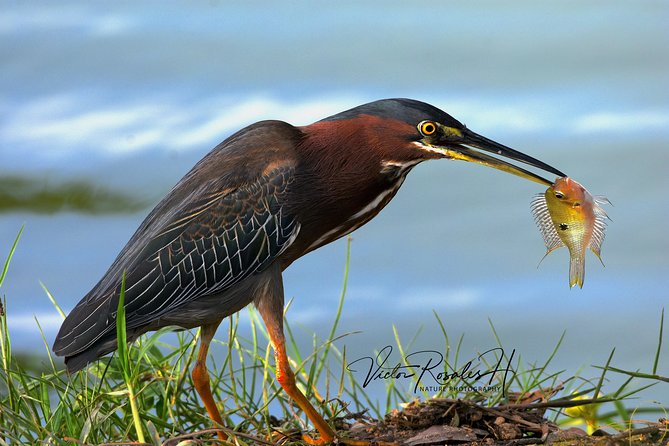 Mahahual and Costa Maya Birdwatching - Last Words