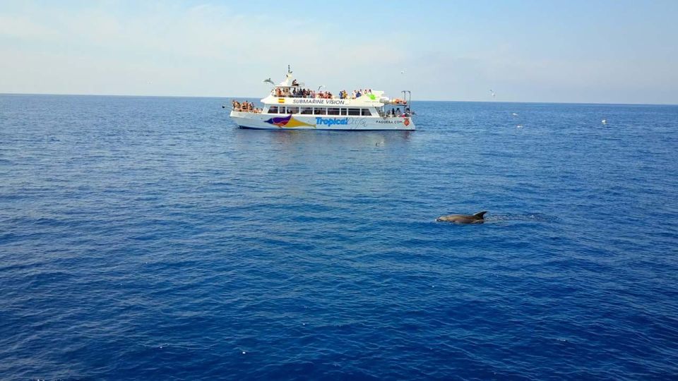 Mallorca: 3-Hour Afternoon Dolphin Watching Boat Tour - Common questions