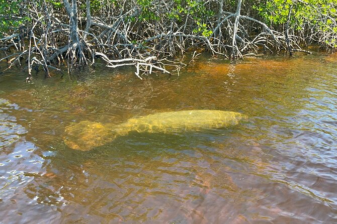 Manatee, Dolphin, and 10,000 Islands Eco Beach Tour by Boat - Common questions