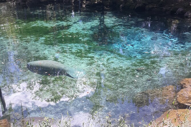 Manatee Kayak Encounter - Logistics and Additional Information