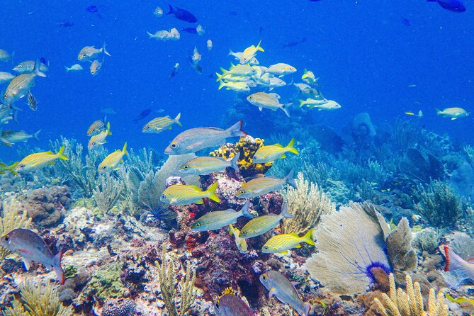 Manchones Reef, MUSA Snorkeling Experience From Isla Mujeres - Weather Contingency Plan