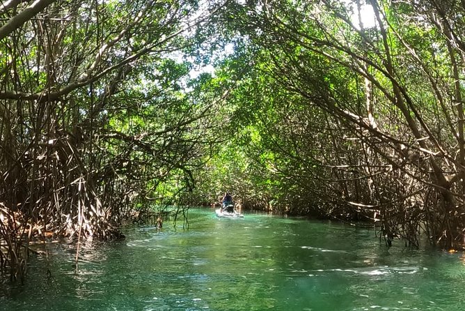 Mangrove and Lagoon Speed Boat Tour - Common questions