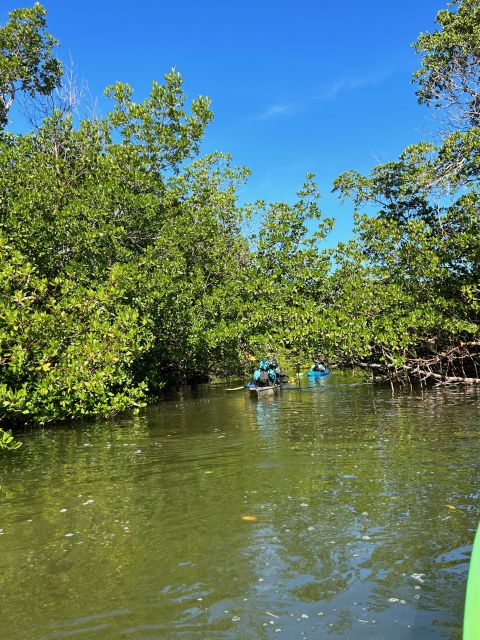 Marco Island: Mangrove Maze Kayak Tour (2hrs) - Last Words