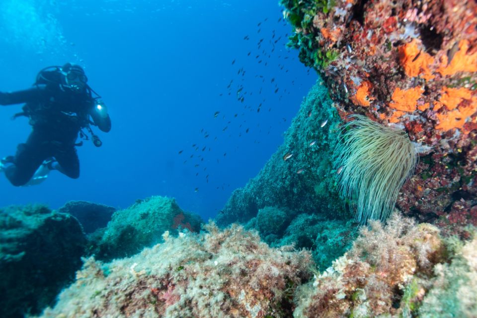 MARINA DI CAMPO: DIVING ON THE ISLAND OF ELBA AND PIANOSA - Safety Briefing