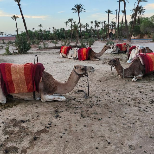 Marrakech: Camel Ride in the Palm Grove - Visitor Feedback