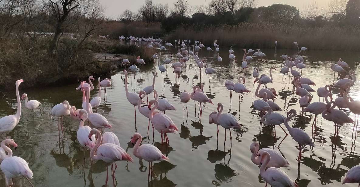 Marseille: The Camargue 8-Hour Guided Outing - Common questions