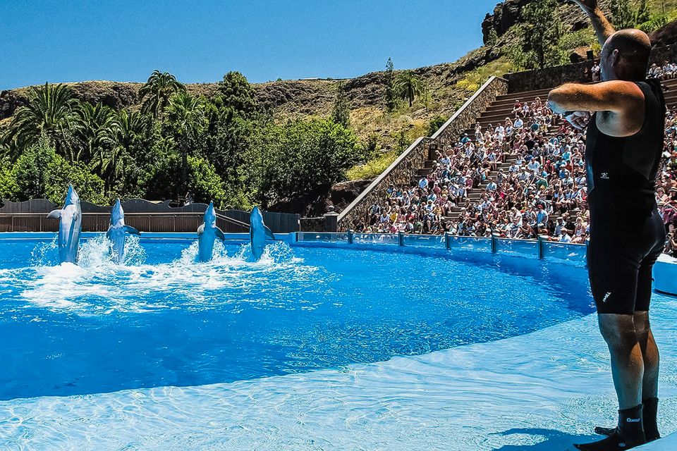 Maspalomas: Palmitos Park Ticket With Dolphin and Bird Shows - Bird Shows