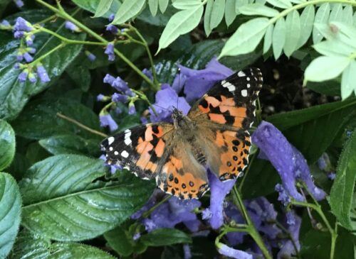 Maui: Interactive Butterfly Farm Entrance Ticket - Directions for Visiting