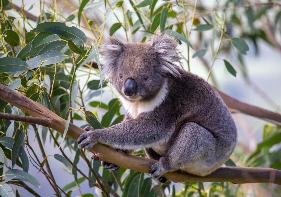 Melbourne: Great Ocean Road & Wildlife Tour for Backpackers - Restrictions