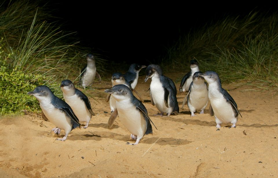 Melbourne Magic: City Discovery and Penguin Parade Tour - Last Words