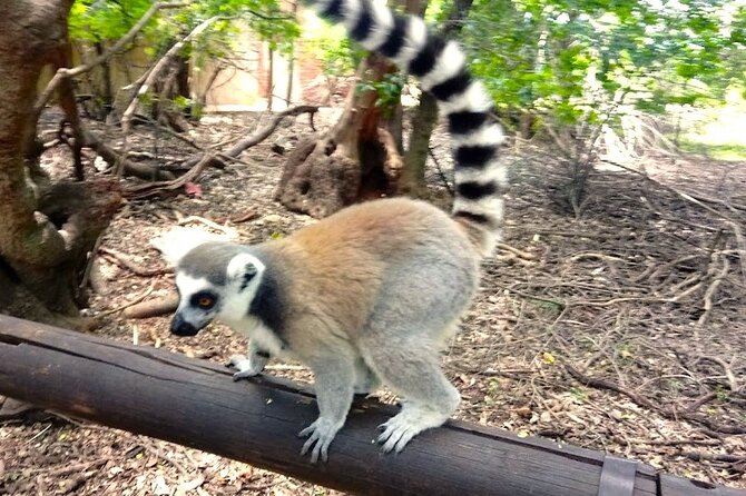 Monkey and Lemur Interaction Wooden Bridge Forest Walk - Common questions