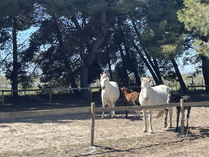 Montpellier: Camargue Winery Tour With Tastings and Picnic - Winetasting Adventure Highlights